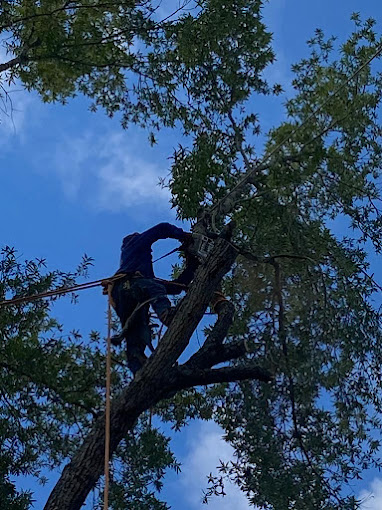 image of tree work