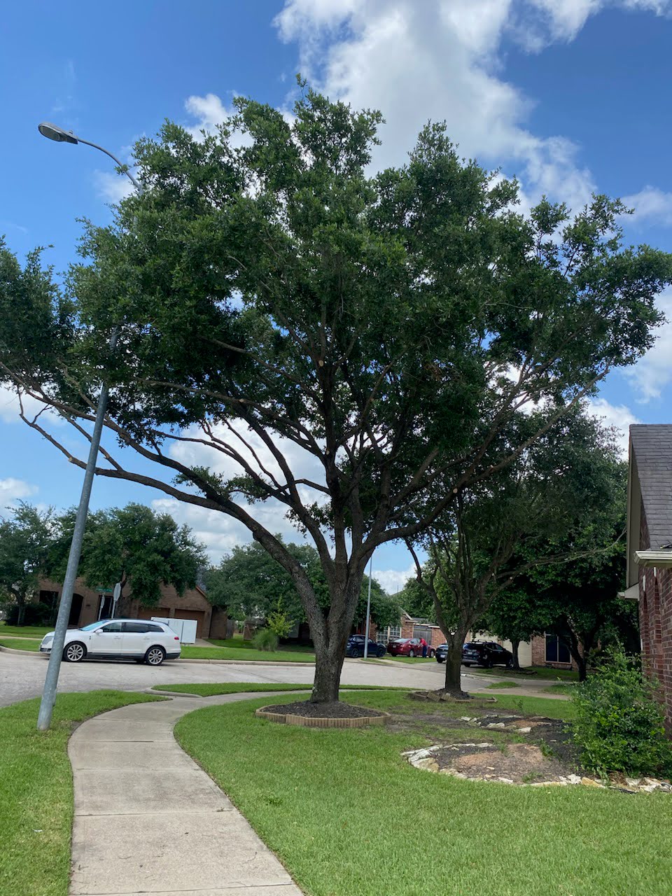 image of tree work