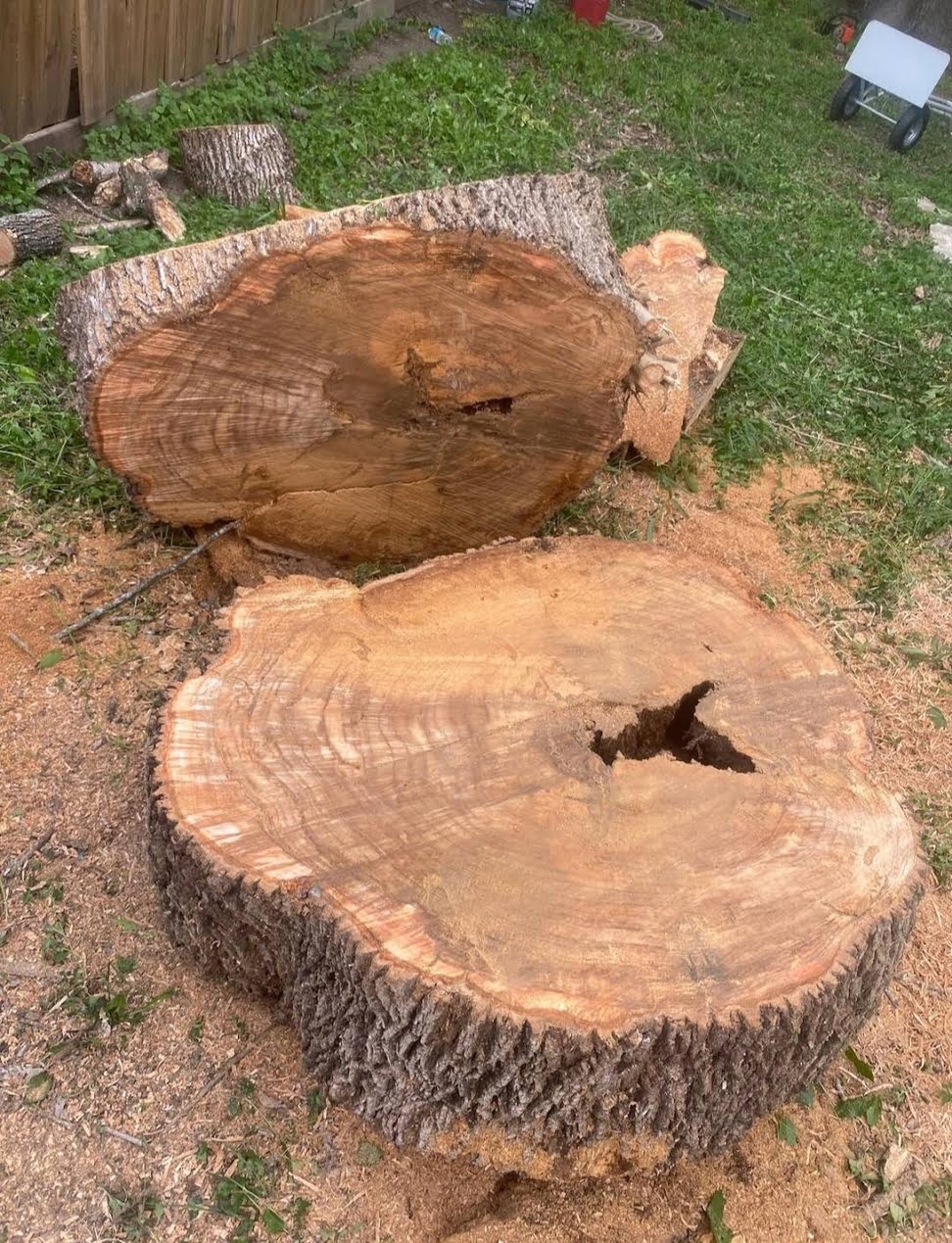 image of tree work