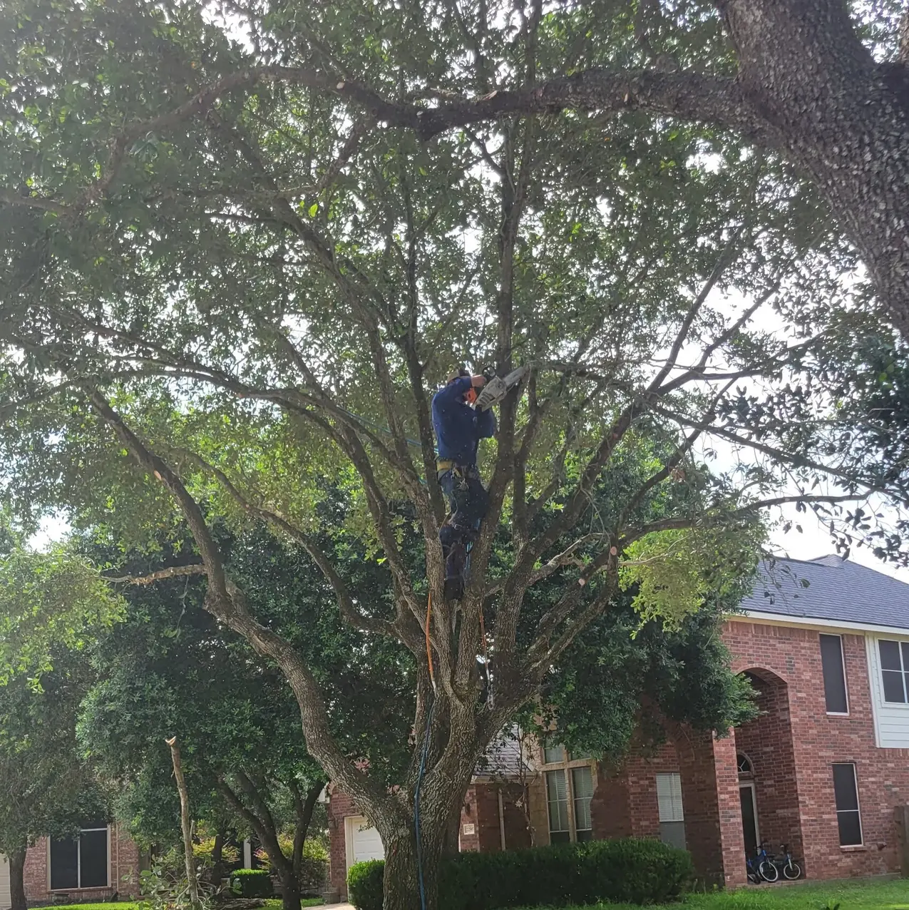 Jose trimming a tree