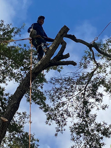 tree worker cutting tree