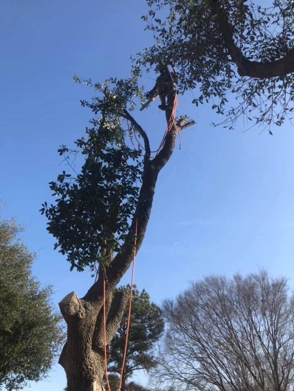 tree worker cutting tree