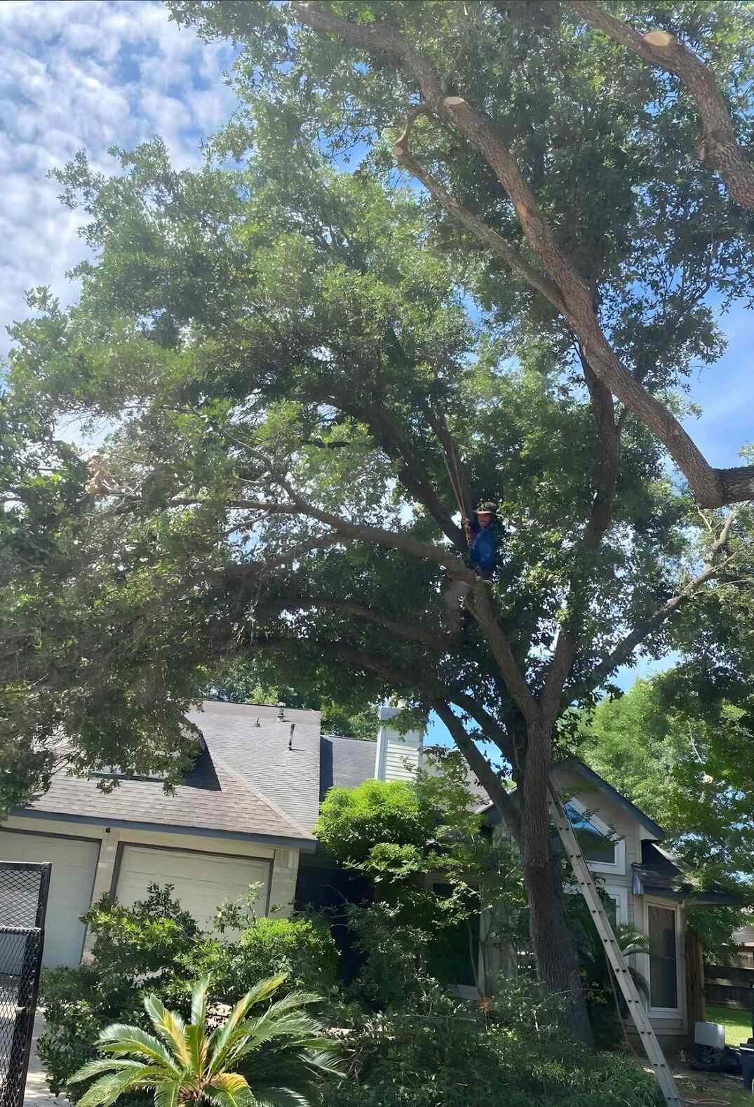 tree worker cutting tree