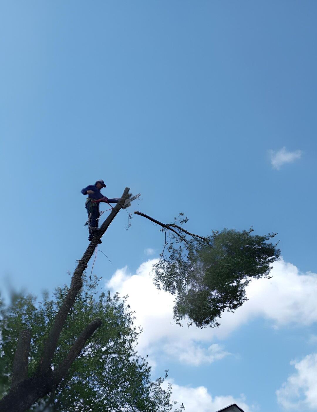 tree worker cutting tree