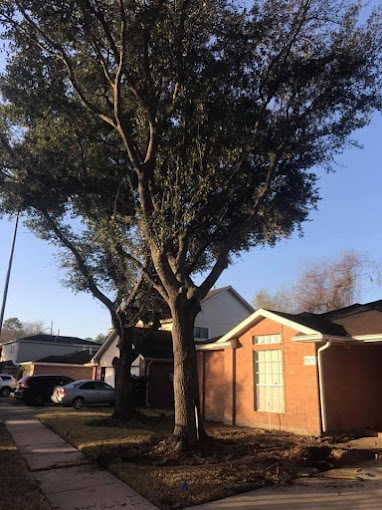 tree before removal