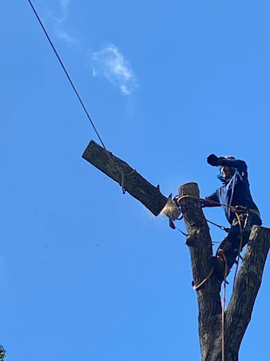 work cutting tree branch