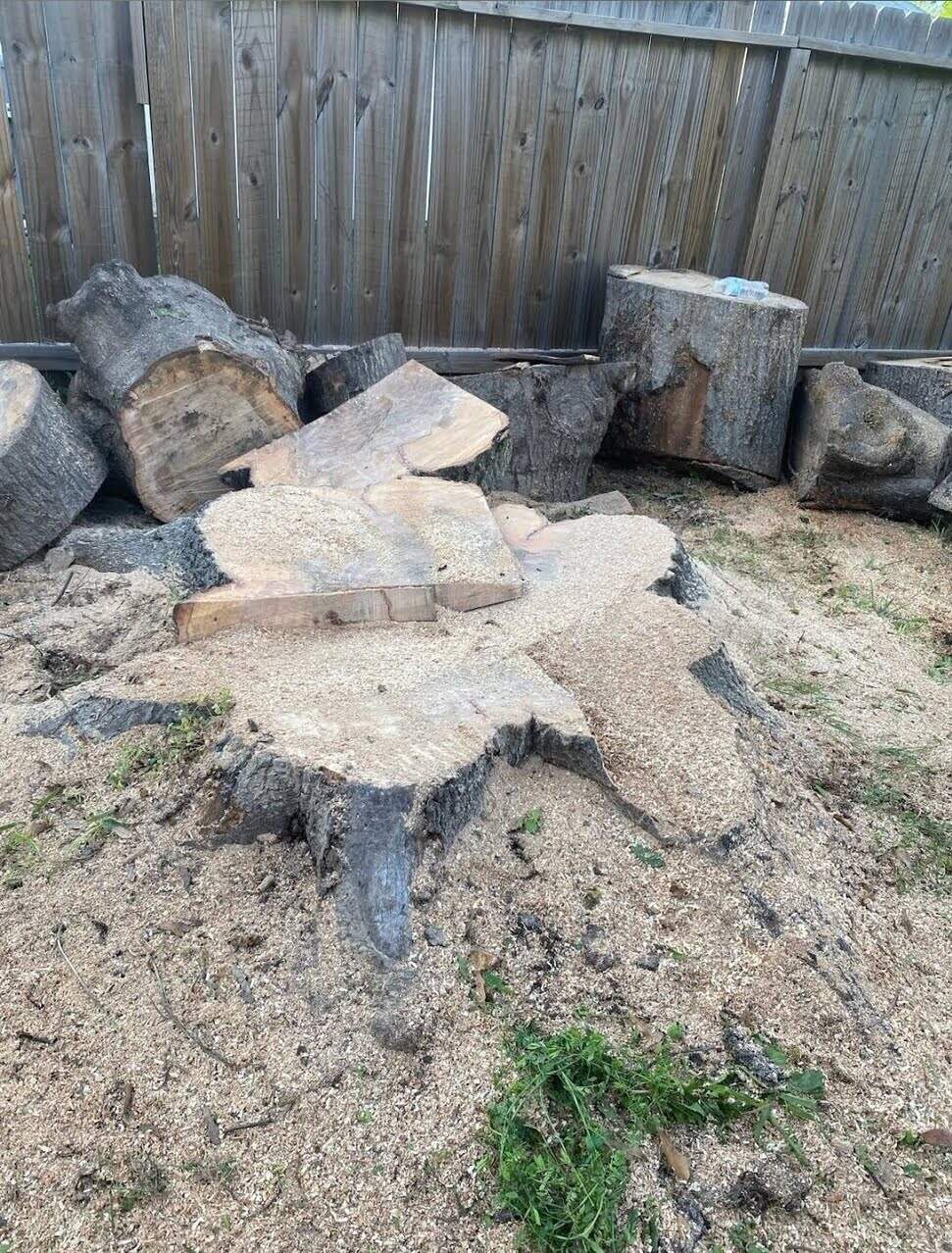 fresh tree stump