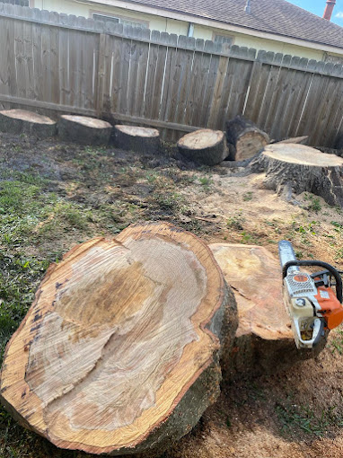 cut tree trunk