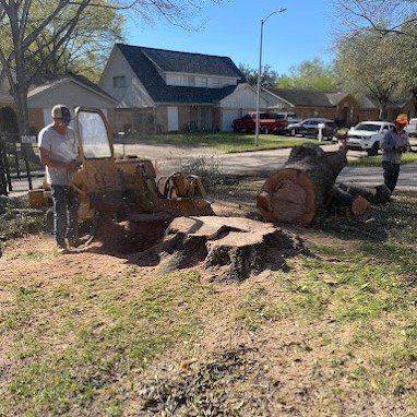 tree trunk removal