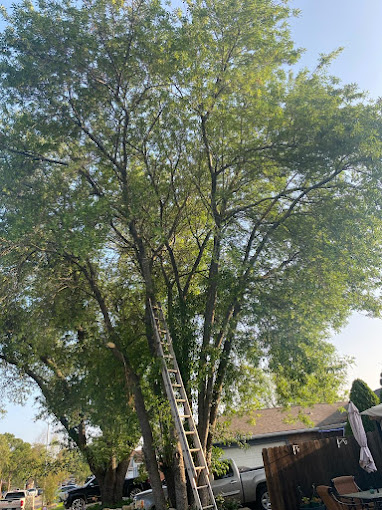 tree being worked on